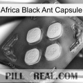 Africa Black Ant Capsule 02